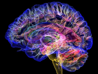色污美穴视频大脑植入物有助于严重头部损伤恢复